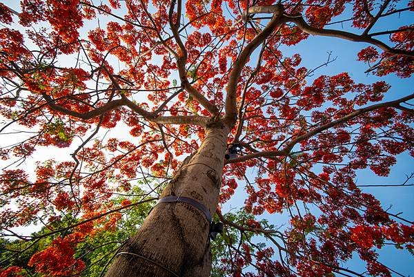 Voigtlander 12mm F5.6 III 轉接So