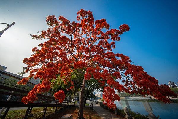 Voigtlander 12mm F5.6 III 轉接So