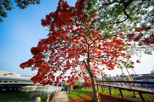 Voigtlander 12mm F5.6 III 轉接So