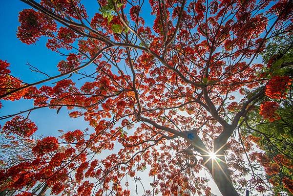 Voigtlander 12mm F5.6 III 轉接So