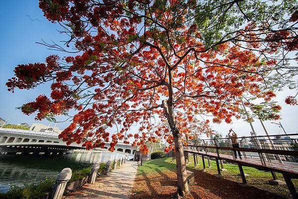 Voigtlander 12mm F5.6 III 轉接So