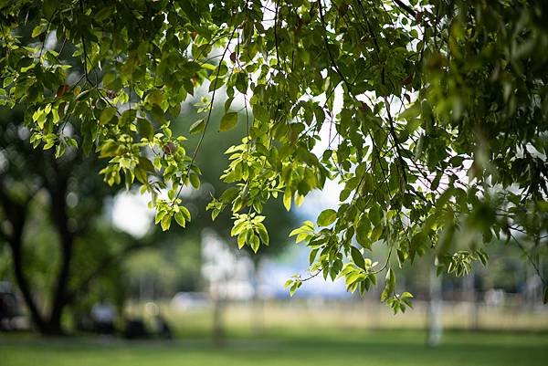 Voigtlander 50mm F1.0轉接Sony A7