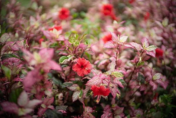 Voigtlander 50mm F1.0轉接Sony A7