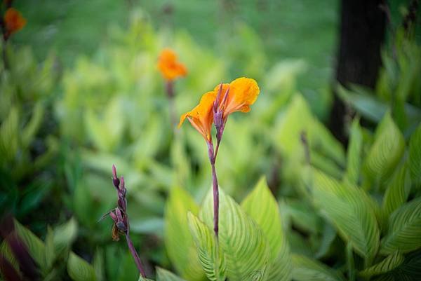 Voigtlander 50mm F1.0轉接Sony A7