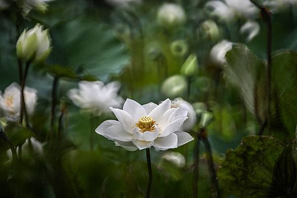 台糖花卉農園中心Tamron 350mm f5.6荷花記實