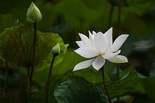 台糖花卉農園中心Tamron 350mm f5.6荷花記實