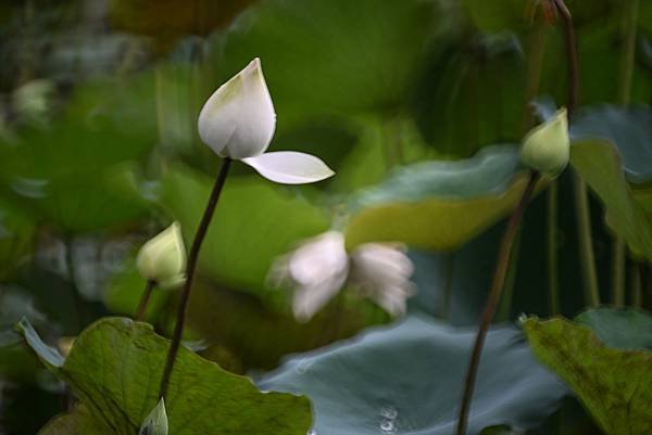 台糖花卉農園中心Tamron 350mm f5.6荷花記實