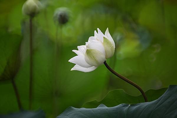 台糖花卉農園中心Tamron 350mm f5.6荷花記實