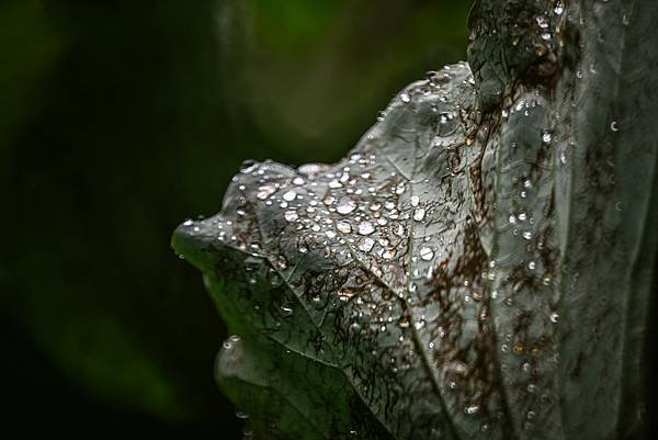 台糖花卉農園中心Tamron 350mm f5.6荷花記實