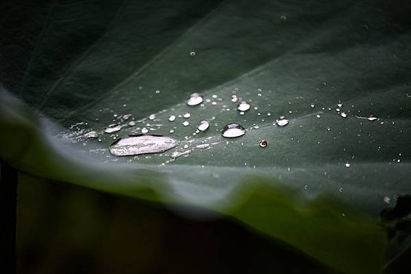 台糖花卉農園中心Tamron 350mm f5.6荷花記實