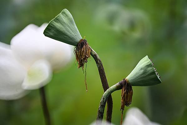 台糖花卉農園中心Tamron 350mm f5.6荷花記實