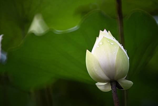 台糖花卉農園中心Tamron 350mm f5.6荷花記實