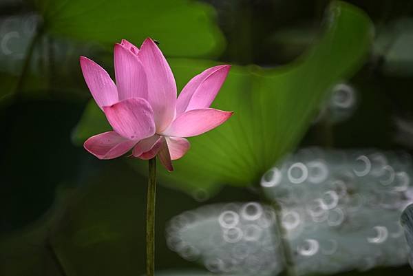 台糖花卉農園中心Tamron 350mm f5.6荷花記實