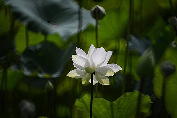 台糖花卉農園中心Tamron 350mm f5.6荷花記實