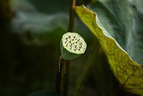 台糖花卉農園中心Tamron 350mm f5.6荷花記實