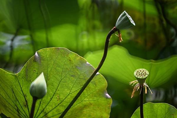 台糖花卉農園中心Tamron 350mm f5.6荷花記實