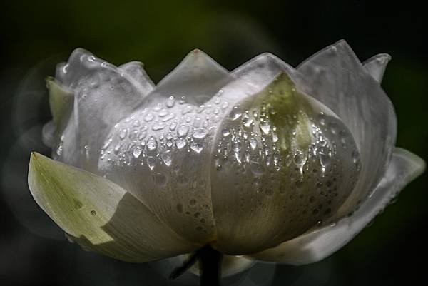 台糖花卉農園中心Tamron 350mm f5.6荷花記實