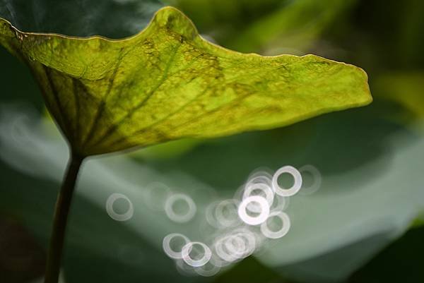 台糖花卉農園中心Tamron 350mm f5.6荷花記實