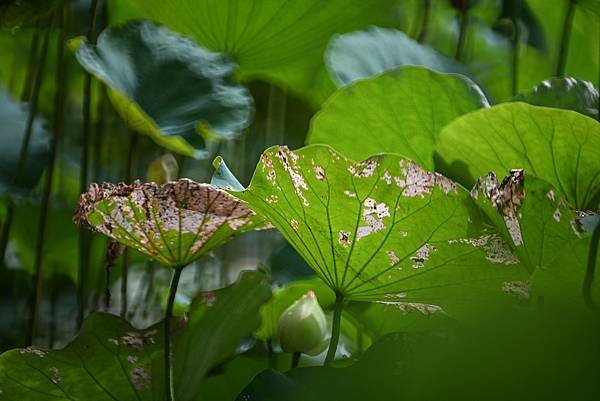 台糖花卉農園中心Tamron 350mm f5.6荷花記實