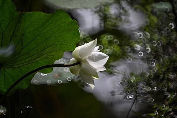 台糖花卉農園中心Tamron 350mm f5.6荷花記實