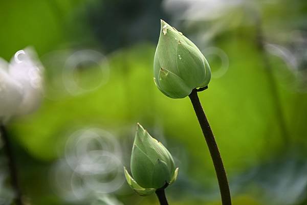 台糖花卉農園中心Tamron 350mm f5.6荷花記實