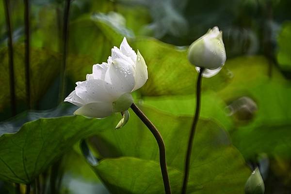 台糖花卉農園中心Tamron 350mm f5.6荷花記實