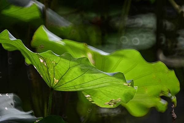 台糖花卉農園中心Tamron 350mm f5.6荷花記實