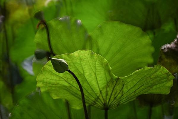 台糖花卉農園中心Tamron 350mm f5.6荷花記實