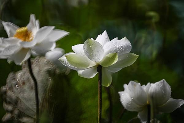 台糖花卉農園中心Tamron 350mm f5.6荷花記實