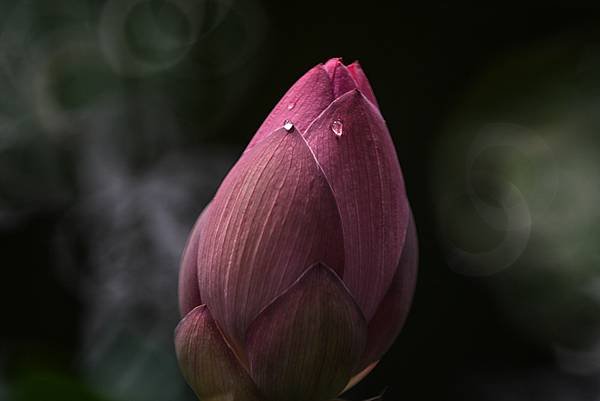 台糖花卉農園中心Tamron 350mm f5.6荷花記實