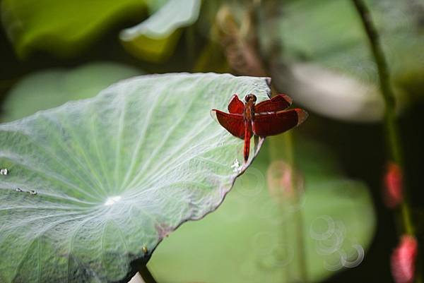 台糖花卉農園中心Tamron 350mm f5.6荷花記實