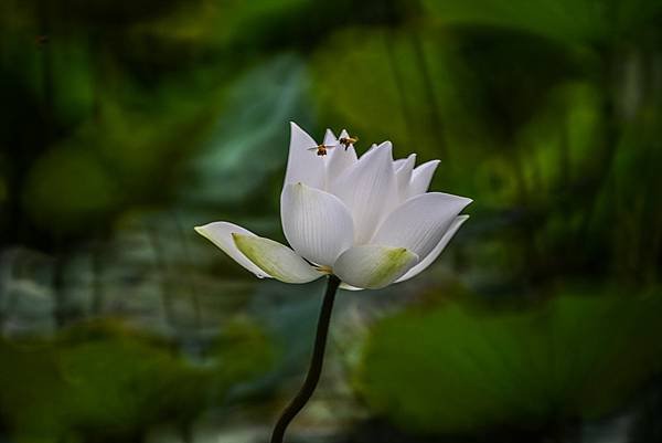 台糖花卉農園中心Tamron 350mm f5.6荷花記實