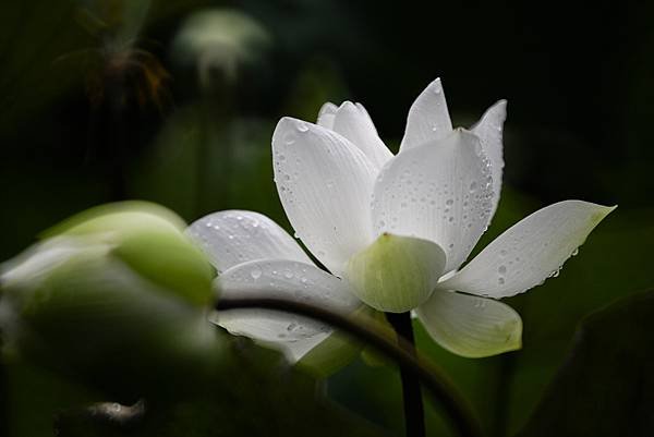 台糖花卉農園中心Tamron 350mm f5.6荷花記實