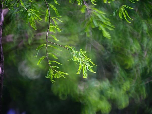 Tamron 350mm f5.6轉接FUJIFILM GF