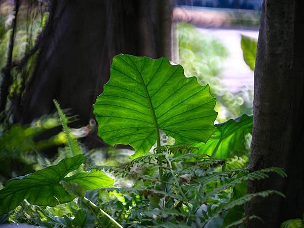 Tamron 350mm f5.6轉接FUJIFILM GF