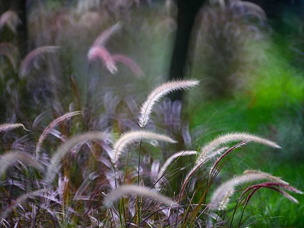 Tamron 350mm f5.6轉接FUJIFILM GF