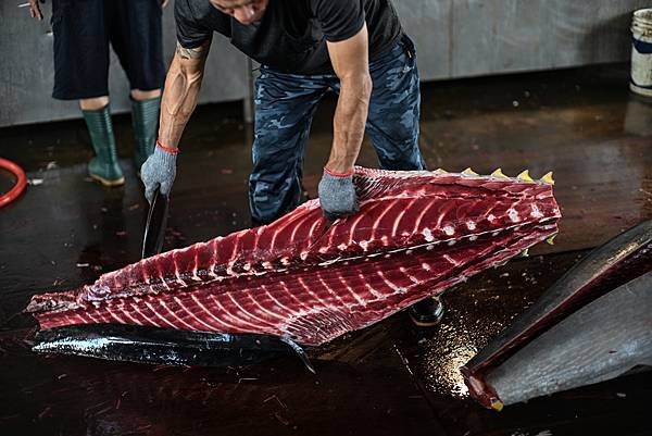 東港黑鮪魚季解剖秀