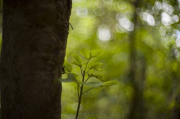 人生第一支宮崎光學 MS Optics ism 50mm f