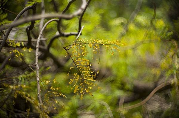 人生第一支宮崎光學 MS Optics ism 50mm f