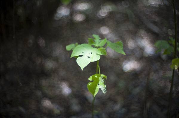 人生第一支宮崎光學 MS Optics ism 50mm f