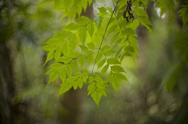 人生第一支宮崎光學 MS Optics ism 50mm f