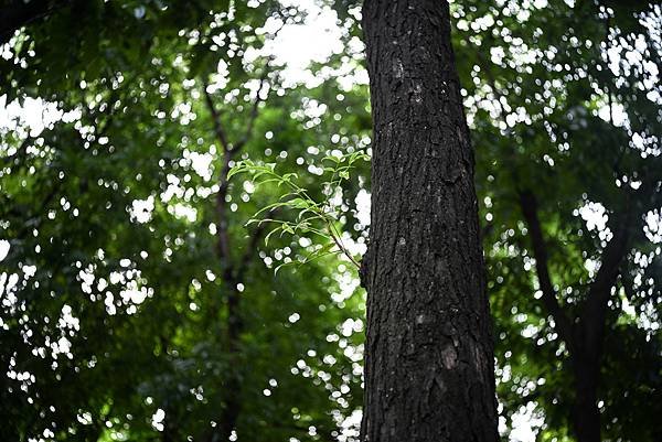 Voigtlander 35mm F2 APO VM轉接Ni