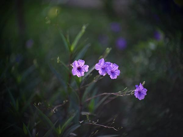 中一SpeedMaster 90mm f1.5 &amp; FUJI