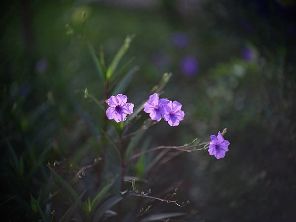 中一SpeedMaster 90mm f1.5 &amp; FUJI