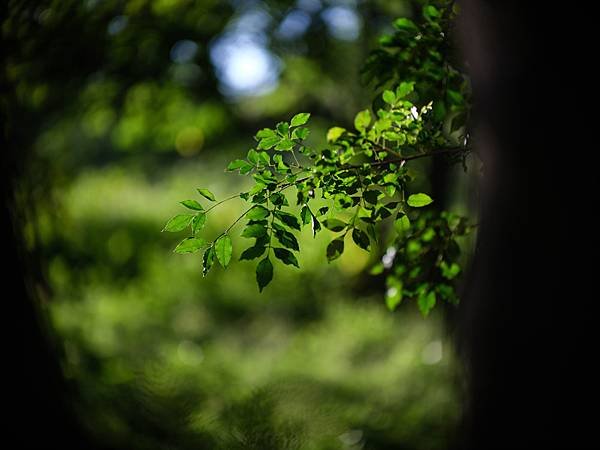 中一SpeedMaster 90mm f1.5 &amp; FUJI