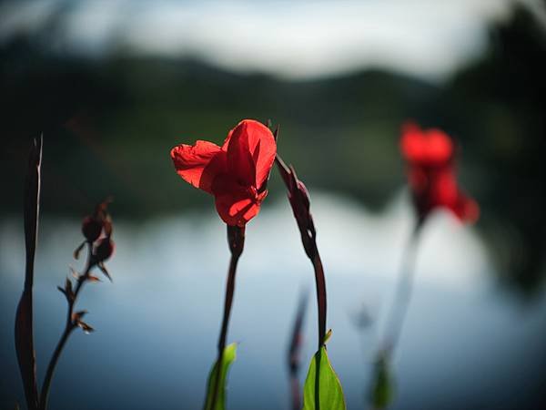 中一SpeedMaster 90mm f1.5 &amp; FUJI