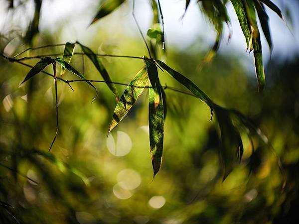 中一SpeedMaster 90mm f1.5 &amp; FUJI