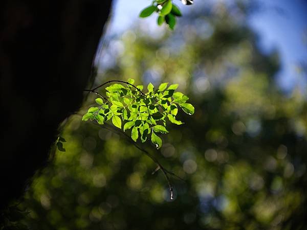 中一SpeedMaster 90mm f1.5 &amp; FUJI