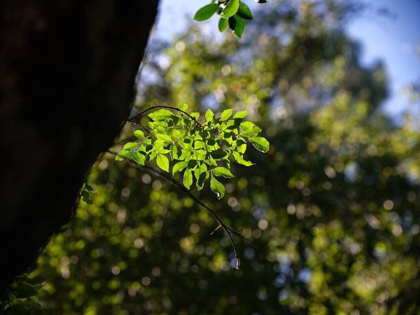 中一SpeedMaster 90mm f1.5 &amp; FUJI