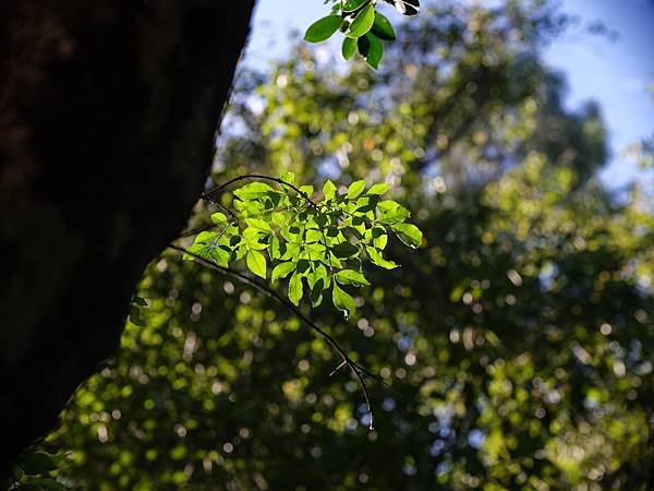 中一SpeedMaster 90mm f1.5 &amp; FUJI